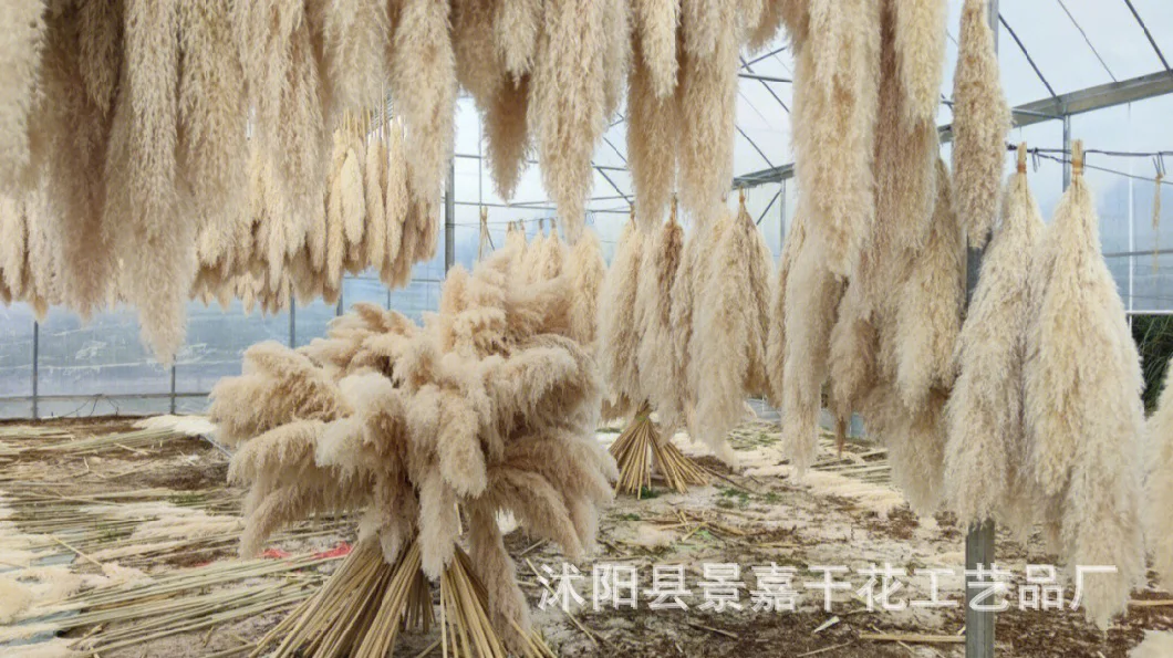 Real Natural Dried Flower Pampas Grass for Home Decor 009